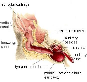 Ear infection cat Childhood Ear Infections Holistic Care. A report from the Agency for Health care Research and Quality (AHRQ) suggests that children may not always need antibiotics to treat a middle ear infection .